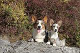 CORGI CARDIGAN 072